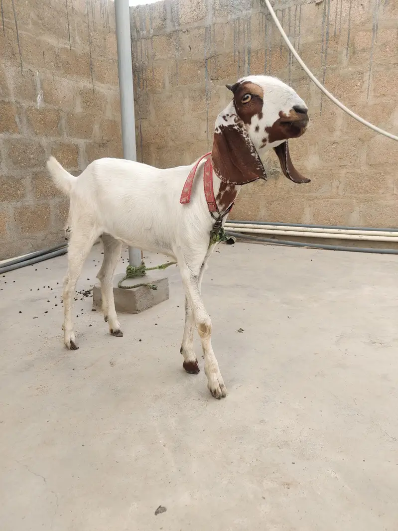 2 female goat — photo 2