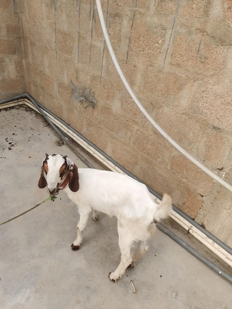 2 female goat — photo 3
