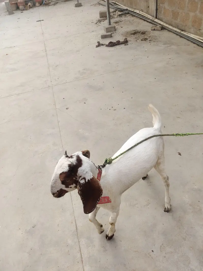2 female goat — photo 4