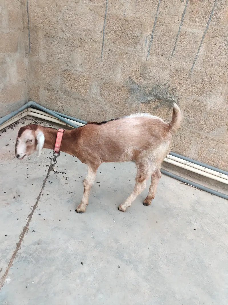 2 female goat — photo 5