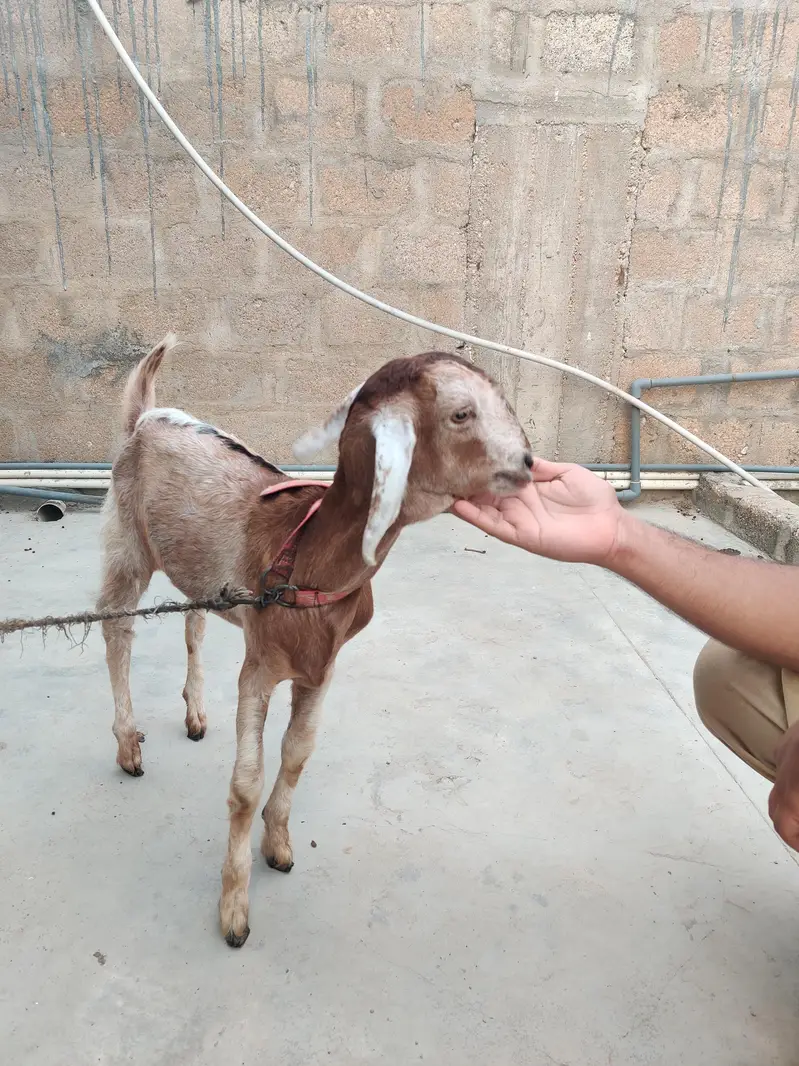 2 female goat — photo 6
