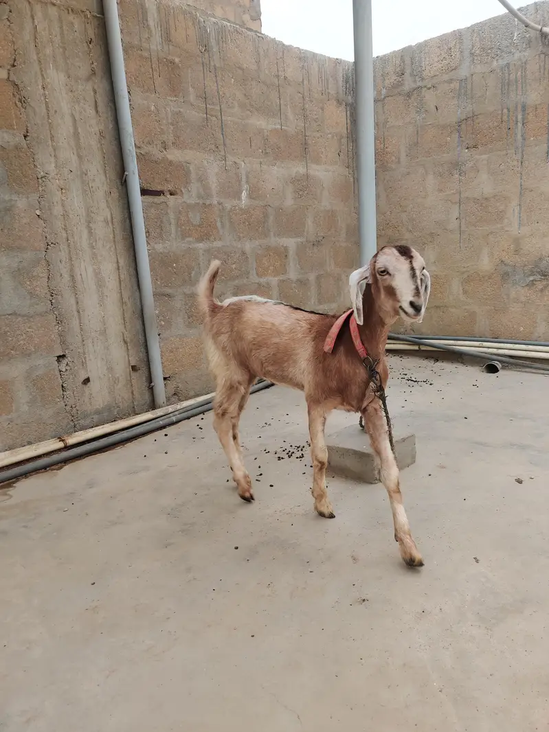 2 female goat — photo 7