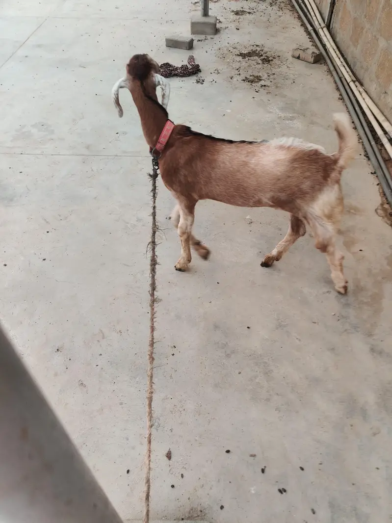 2 female goat — photo 8