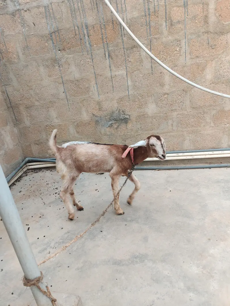 2 female goat — photo 9