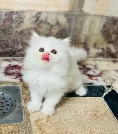 (Persian female kitten) (for sale all) (Pakistan delivery available)