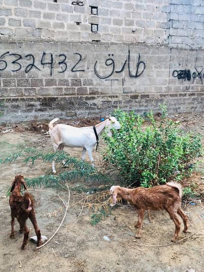 Bakri with 2 kids
