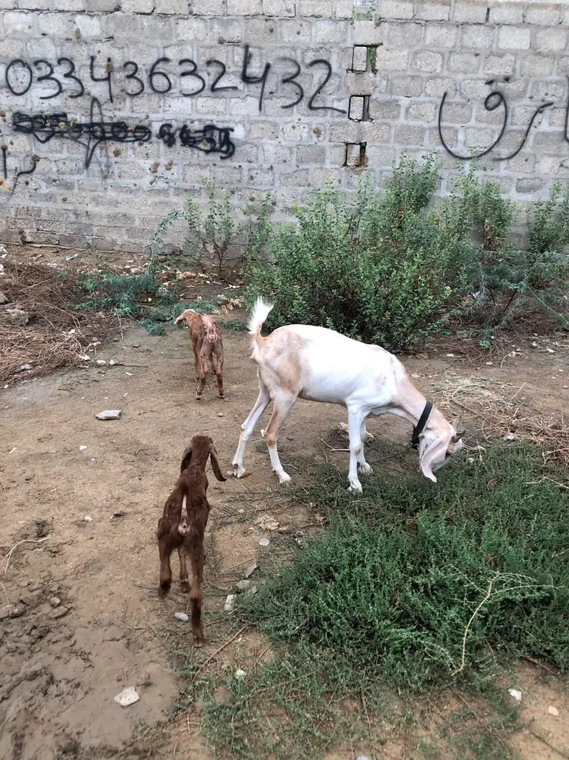 Bakri with 2 kids — photo 2