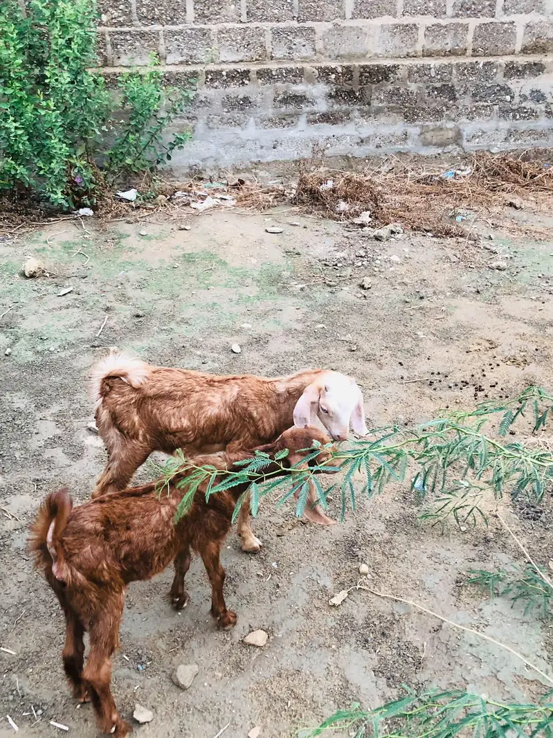 Bakri with 2 kids — photo 3