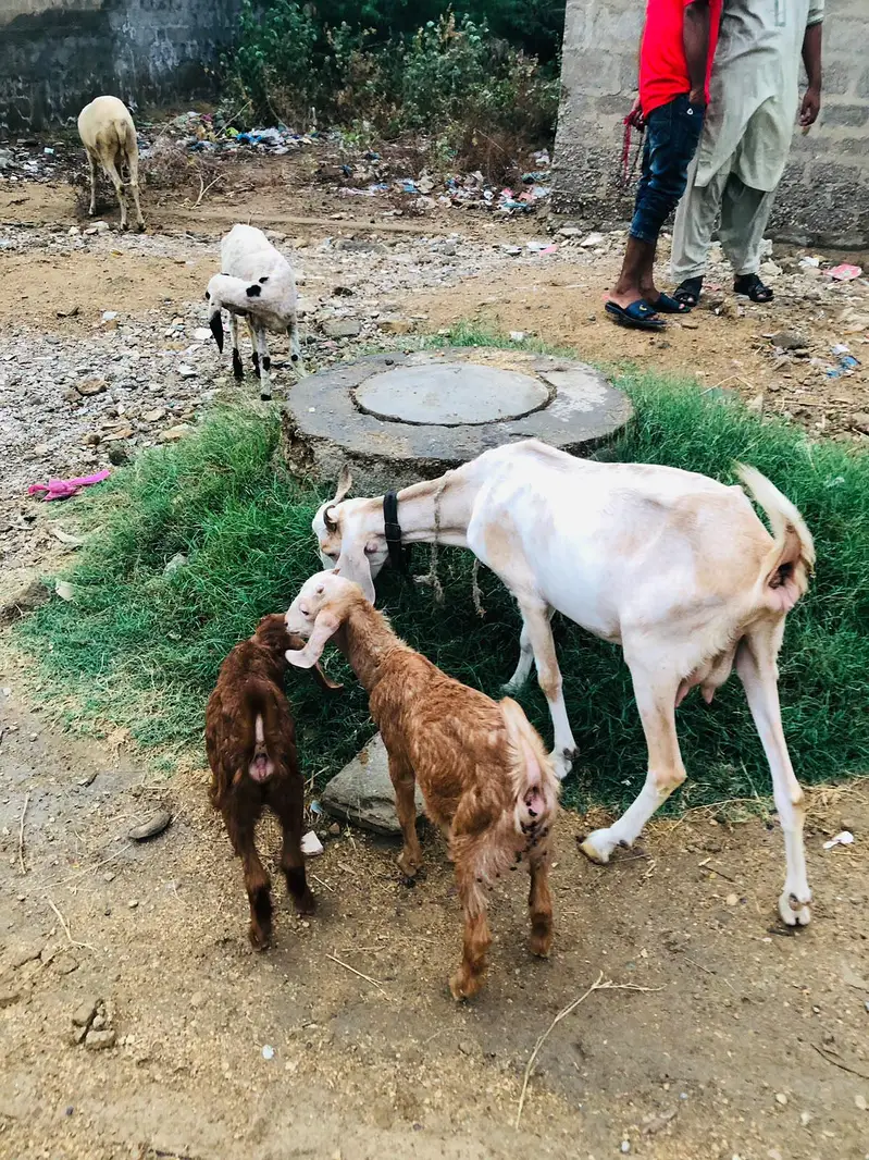 Bakri with 2 kids — photo 4