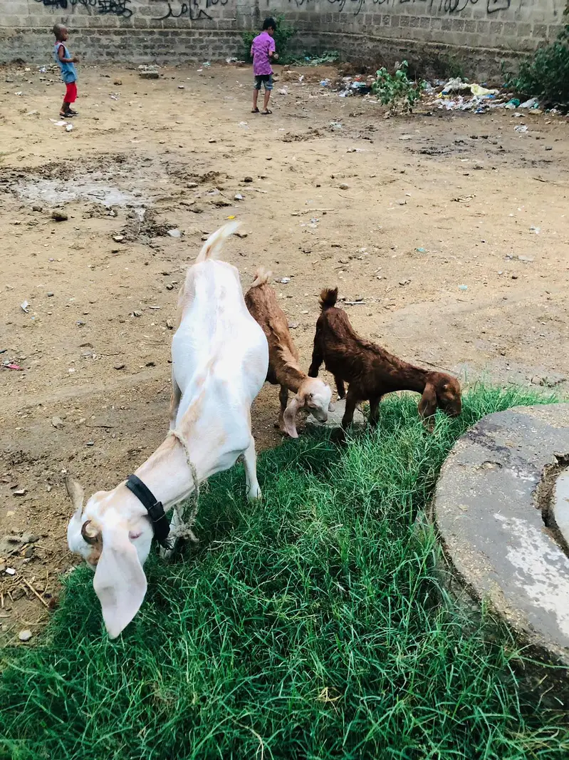 Bakri with 2 kids — photo 5