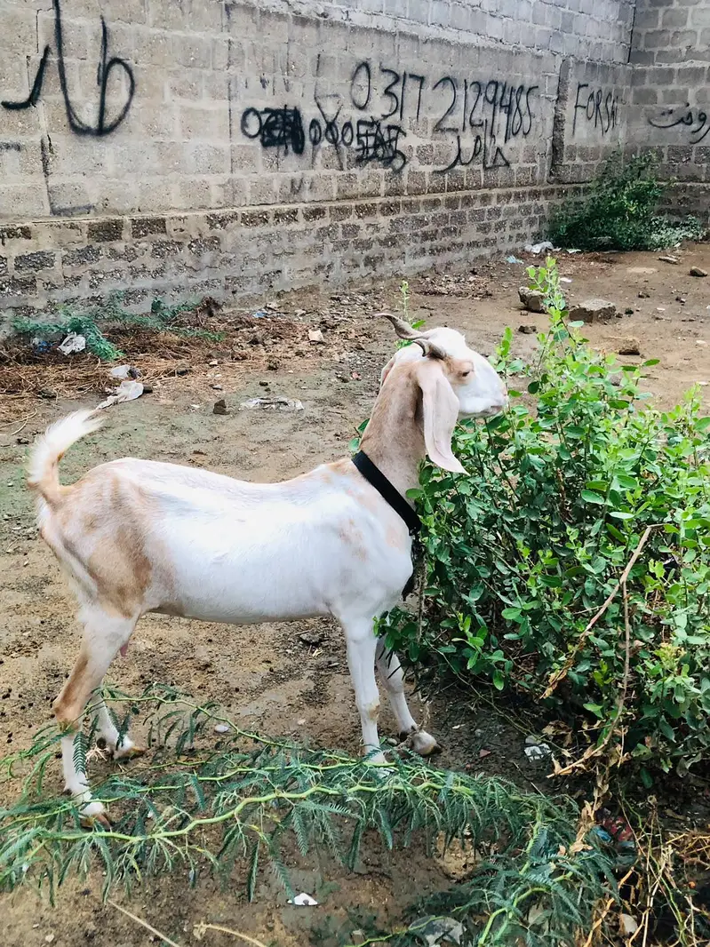 Bakri with 2 kids — photo 6