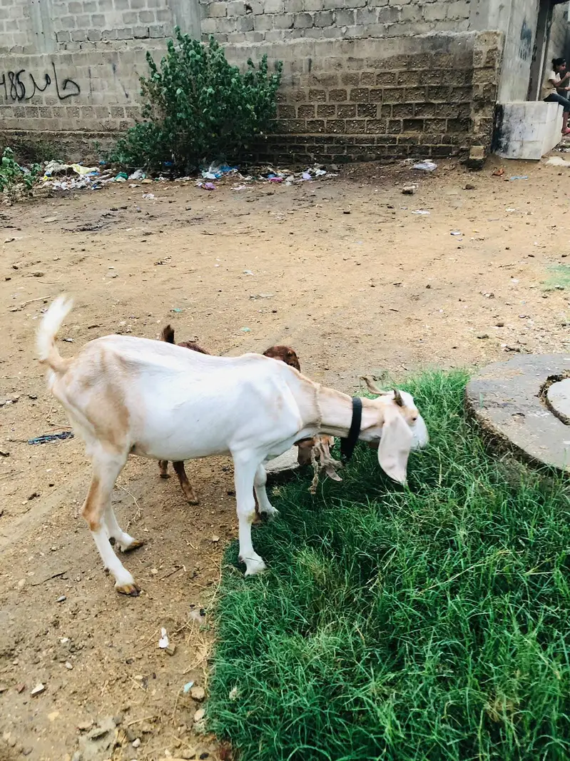 Bakri with 2 kids — photo 7