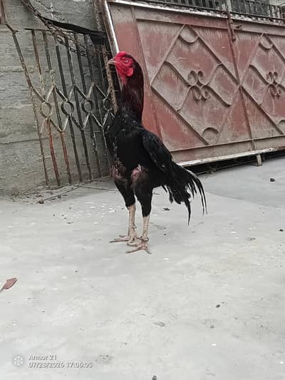 LAKHA ASEEL MURGA