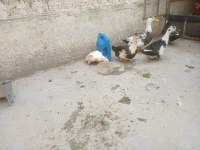 Breader Ducks