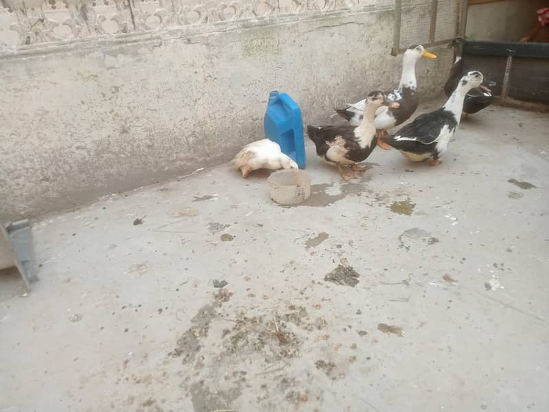 Breader Ducks 0