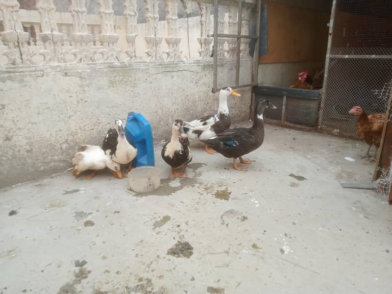 Breader Ducks 1