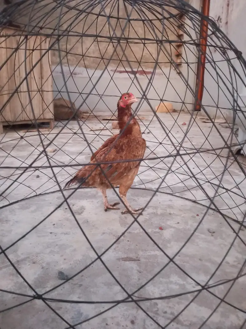 mian wali — photo 2