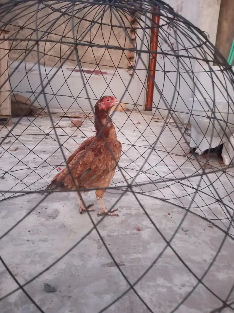 mian wali — photo 3