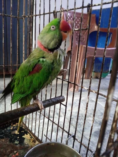 parrot