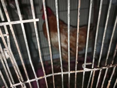 white cock white greh hen