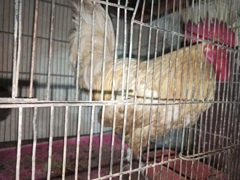 white cock white greh hen — photo 2