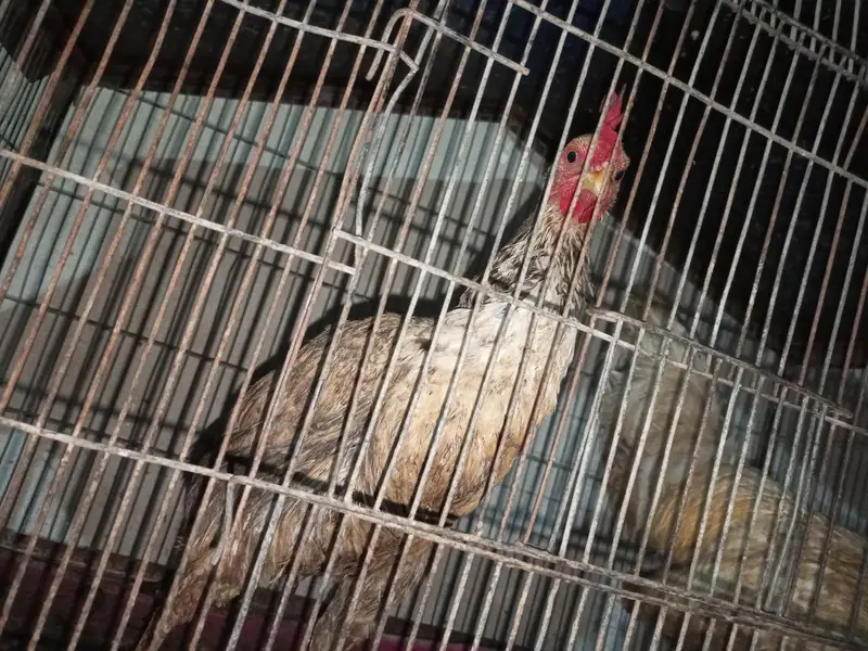 white cock white greh hen — photo 3