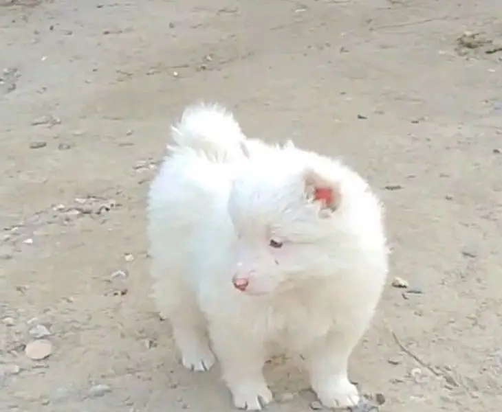 Russian helthy and active puppies dog for sale — photo 2
