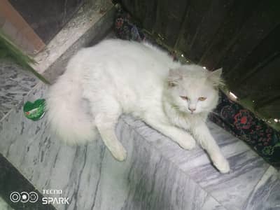 Persian cat