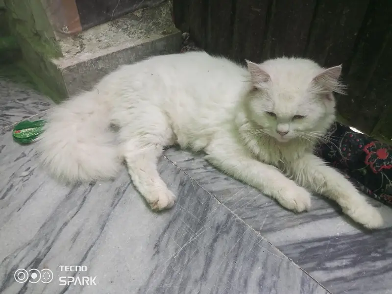 Persian cat — photo 2