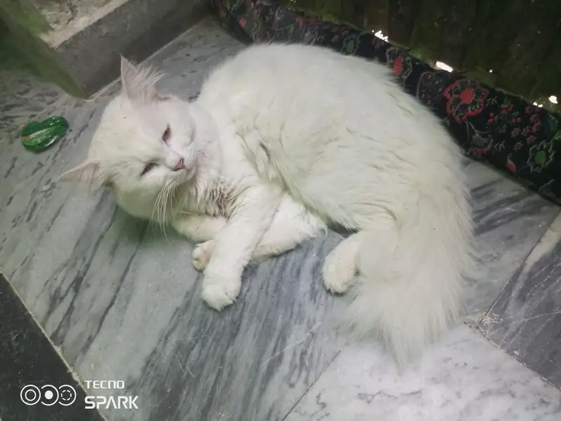 Persian cat — photo 3