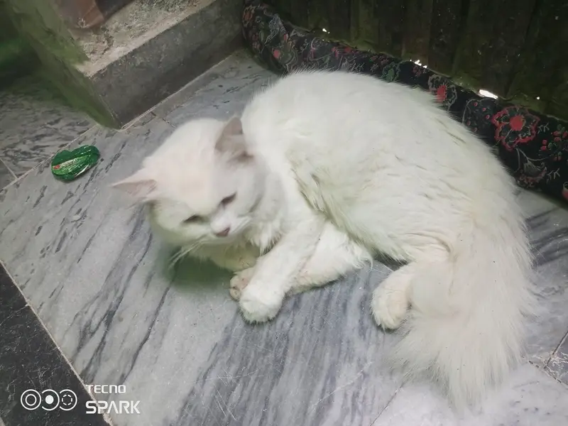 Persian cat — photo 4