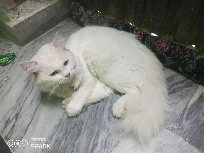 Persian cat — photo 5