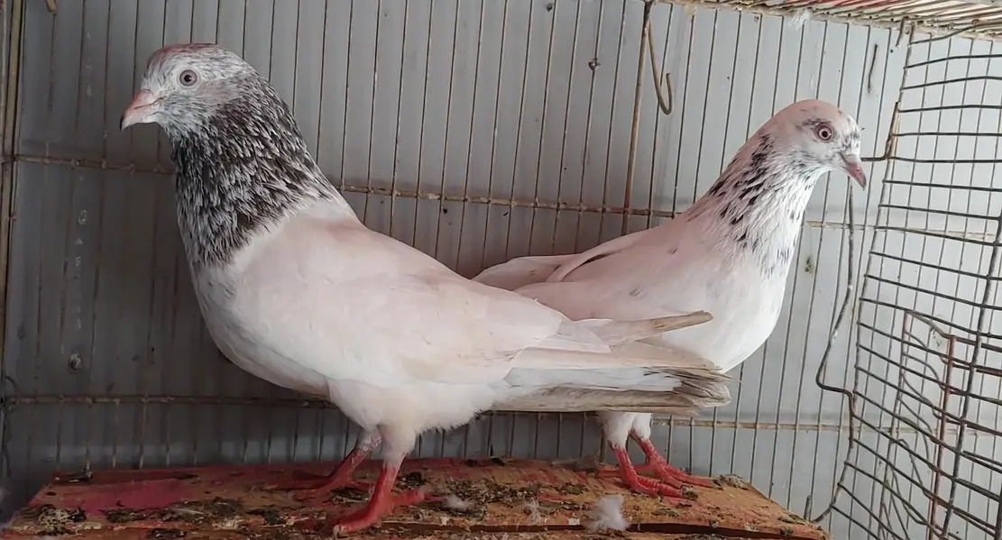 Pair for sale. . — photo 2
