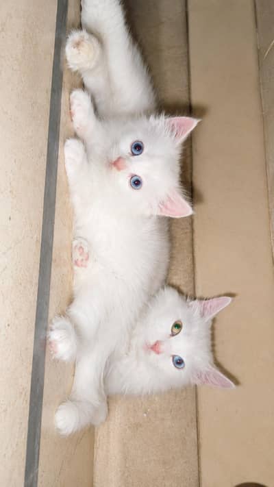 Persian doll face kitten available for sale