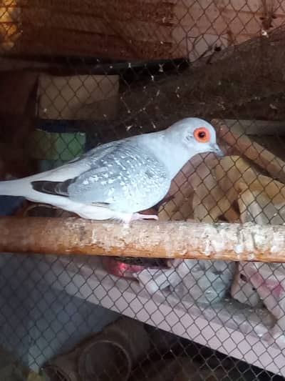 DIAMOND DOVE  PAIRS