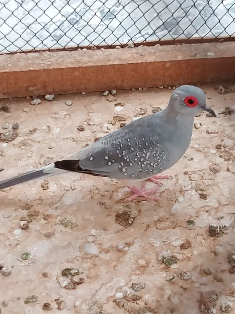 DIAMOND DOVE  PAIRS — photo 2