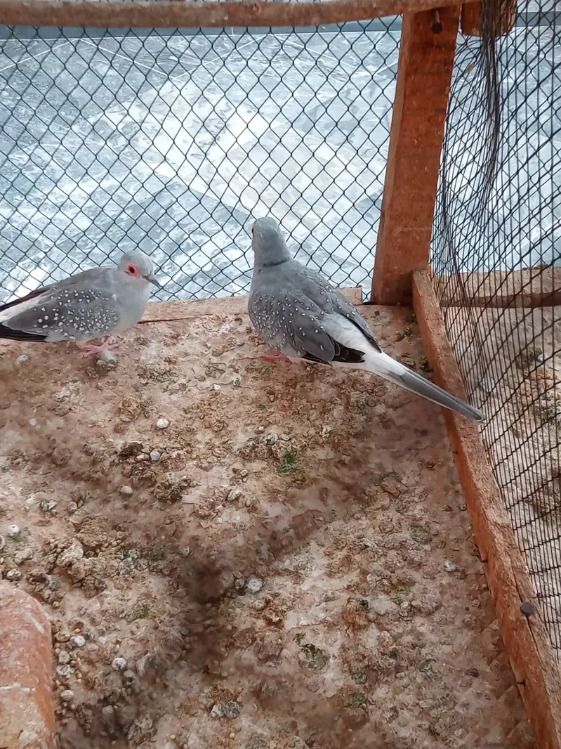 DIAMOND DOVE  PAIRS — photo 3