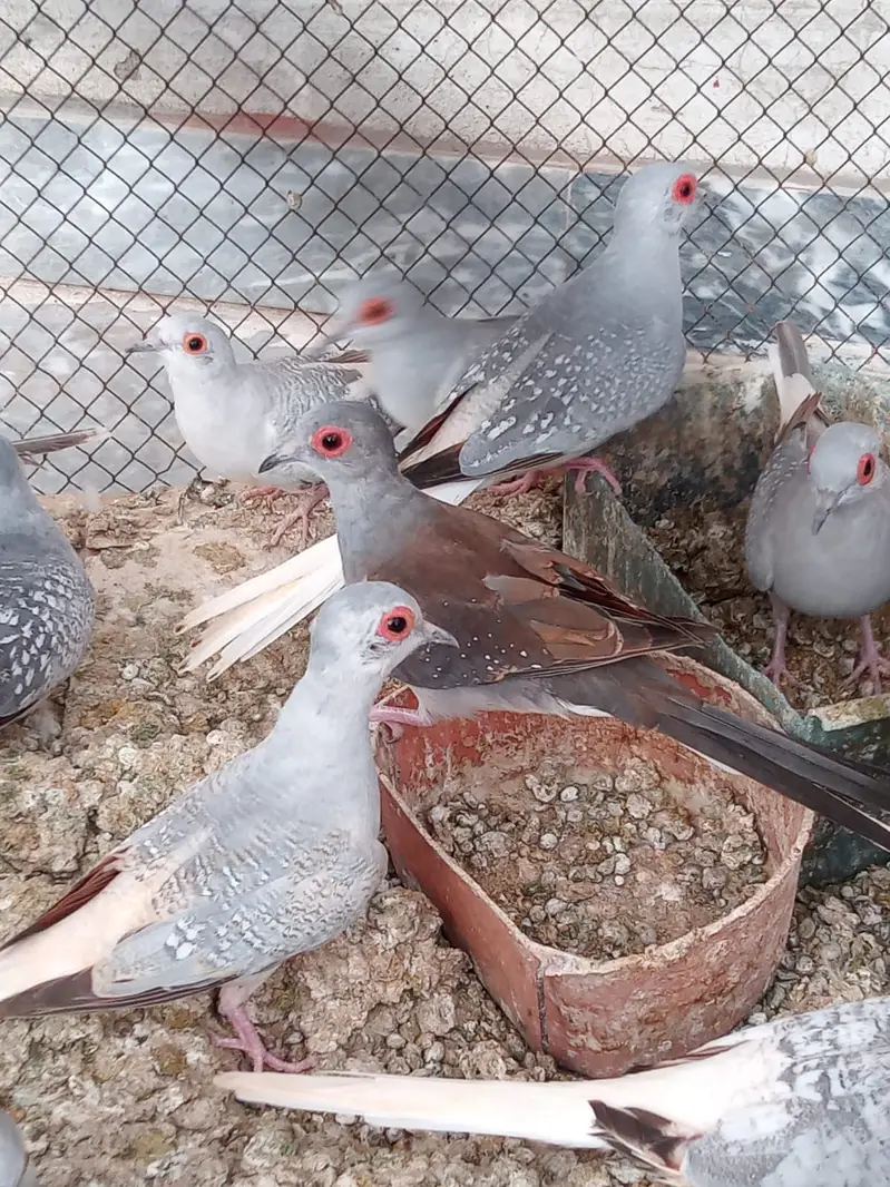DIAMOND DOVE  PAIRS — photo 4