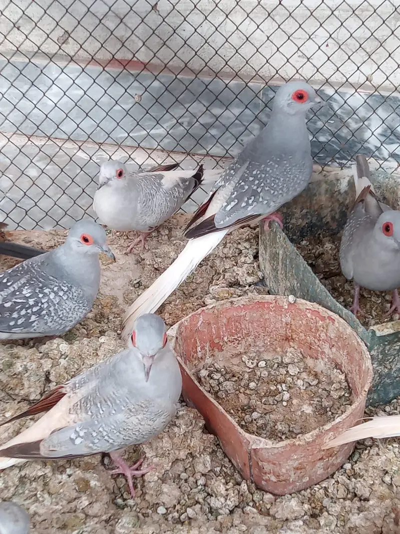 DIAMOND DOVE  PAIRS — photo 5