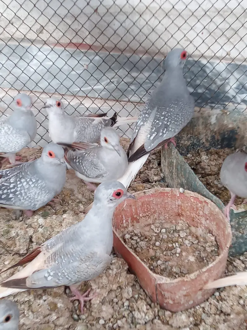 DIAMOND DOVE  PAIRS — photo 6