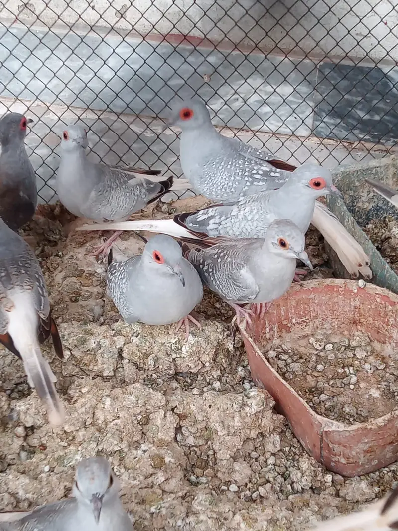 DIAMOND DOVE  PAIRS — photo 7