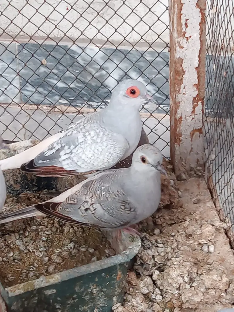 DIAMOND DOVE  PAIRS — photo 8