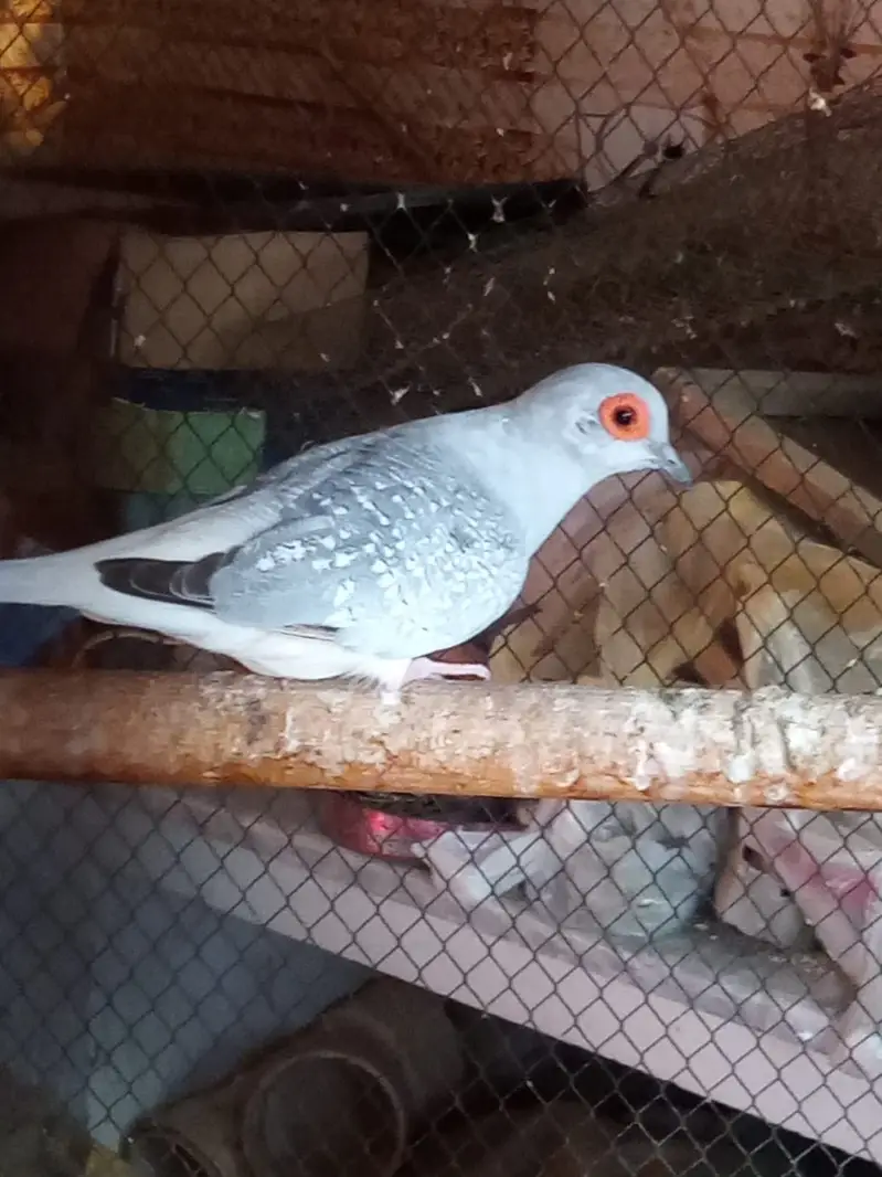 DIAMOND DOVE  PAIRS — photo 9