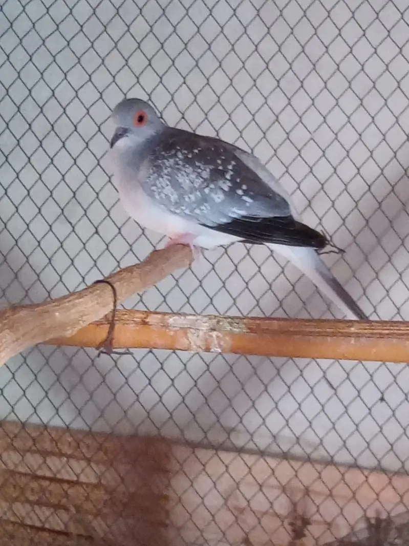 DIAMOND DOVE  PAIRS — photo 10