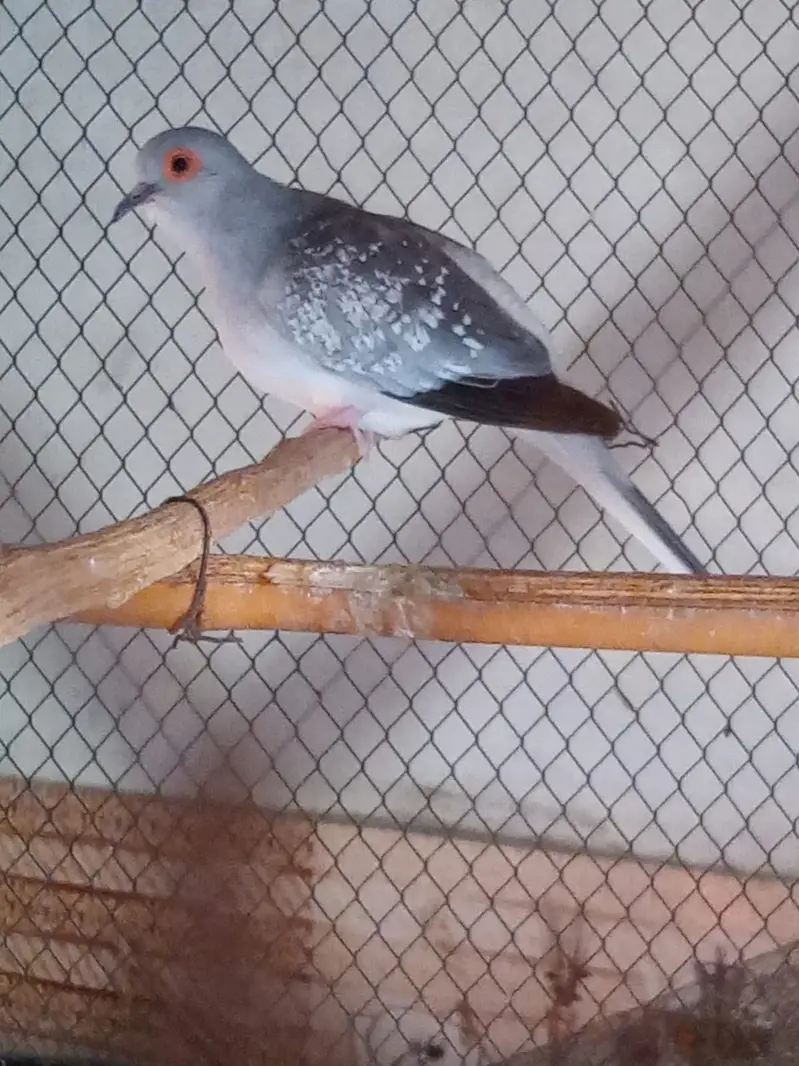 DIAMOND DOVE  PAIRS — photo 12