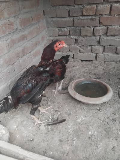 Aseel mianwali 03426746184 whatsappp