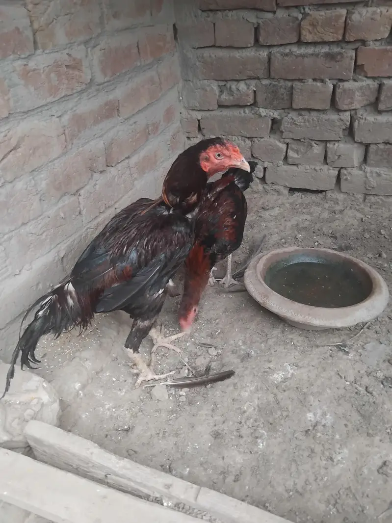 Aseel mianwali 03426746184 whatsappp — photo 2