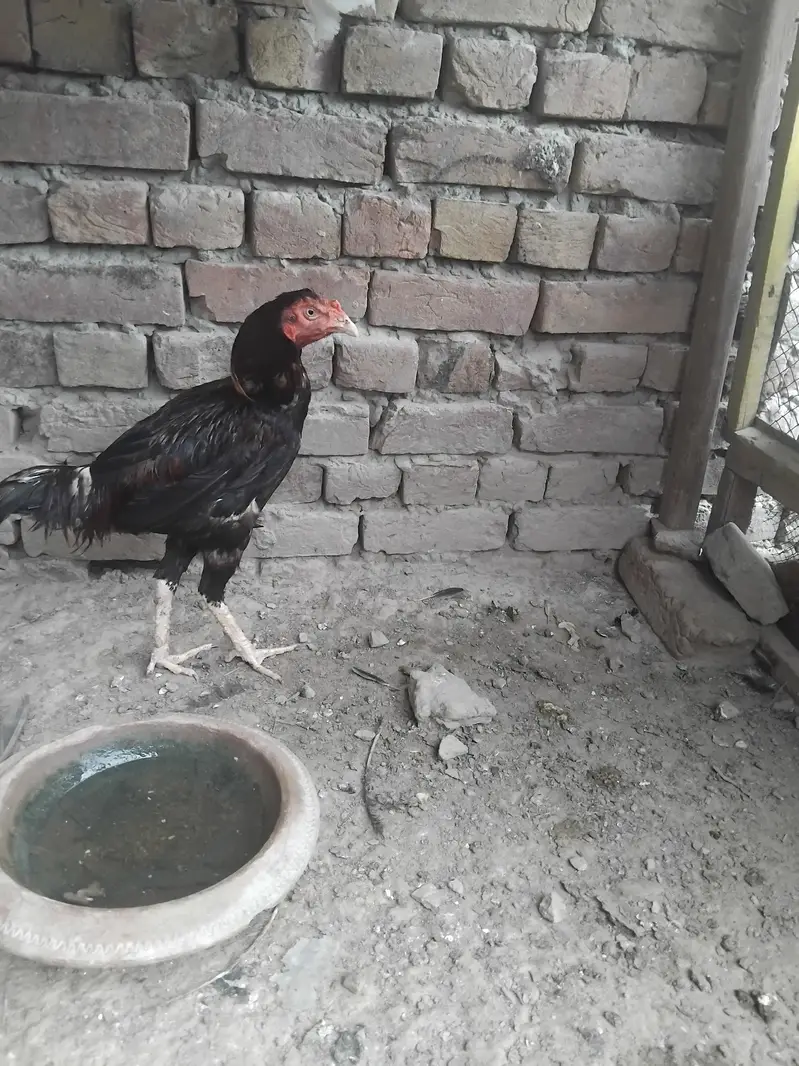 Aseel mianwali 03426746184 whatsappp — photo 3