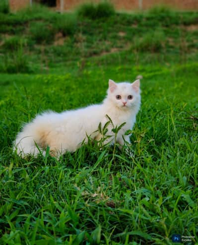 Pure Persian White Kitten