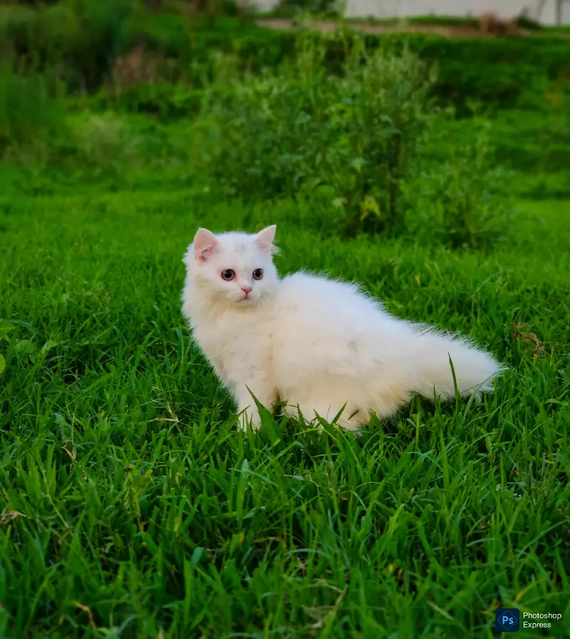 Pure Persian White Kitten — photo 2